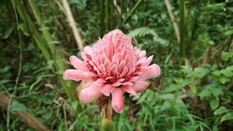 Footage from side view to top view: Pink flower Kantan in the garden. Vídeos de archivo 96281464