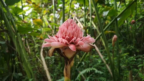 Footage from side view to top view: Pink flower Kantan in the garden. Stock Footage 96281489