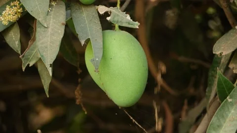 Footage of single mango fruit hanging on mango tree Stock Footage 151946707