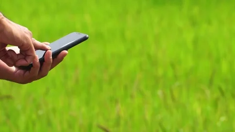 Footage Slow Motion: Man using smartphone on Rice field Stock Footage 155091473