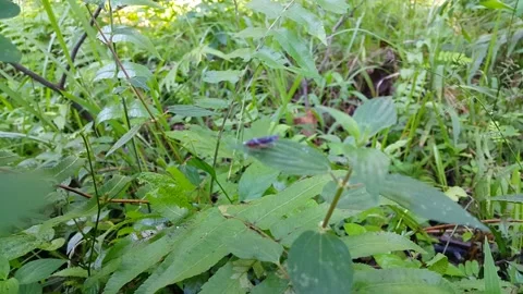 Footage of small animals on a leaf. Stock Footage 202144237