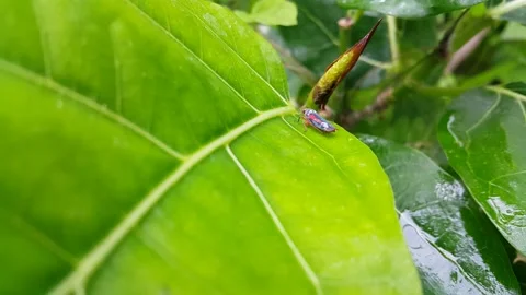 Footage of small animals on a leaf. Stock Footage 202146317