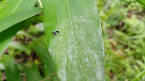 Footage of small animals on leaves. Stock Footage 202145976