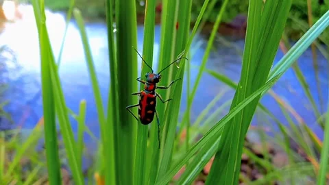 Footage of small insect animals. Suitable for education about fauna or animals Stock-Footage 282229212