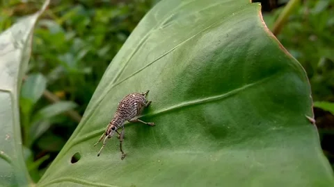 Footage of small insect animals. Suitable for education about fauna or animals Stock-Footage 282229218