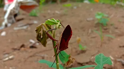 Footage of small insect animals. Suitable for education about fauna or animals Stock-Footage 282229219