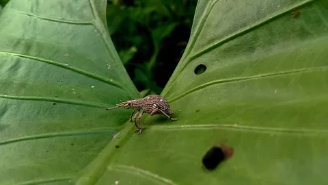 Footage of small insect animals. Suitable for education about fauna or animals Stock-Footage 282229221