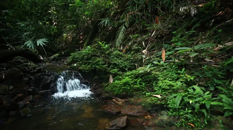 Footage of a small river stream in the jungle Stock Footage 39715312