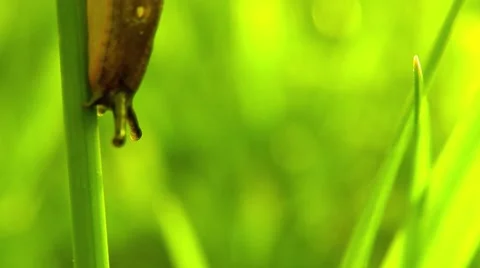 Footage of a small slug going down on a hair grass Stock Footage 53540454