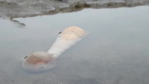 Footage of snail shells playing with cone shells 動画素材 224644591