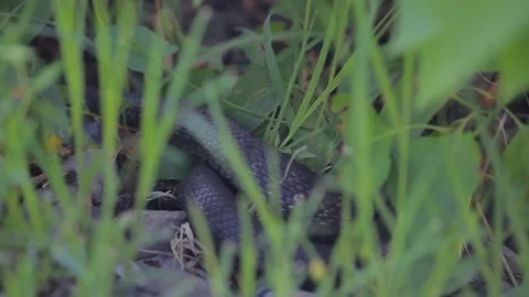 Footage of snake grass background Stock Footage 155392173