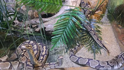 Footage of Snakes Video stock 253558623