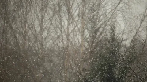 Footage of snow tree background Stock Footage 231861771