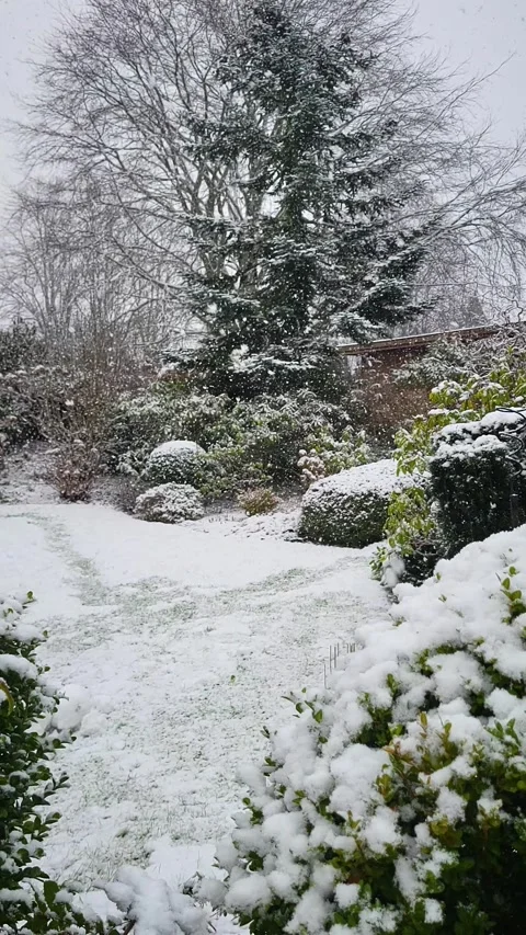 Footage of snowflakes gracefully falling over garden. Stock Footage 299791978