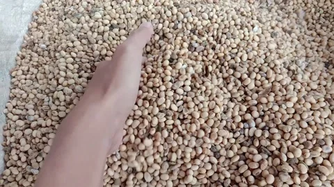 Footage of someone checking the quality of soybeans Stock Footage 153799763