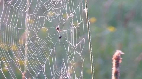 Footage of spider in spider-web. Stock-Footage 53498856