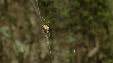 Footage of spider on a web in the forest, Japan Stock Footage 281144016