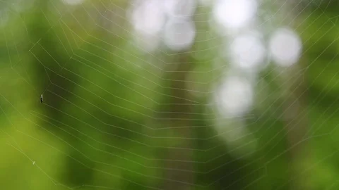 Footage of a spiderweb Stock-Footage 117118744