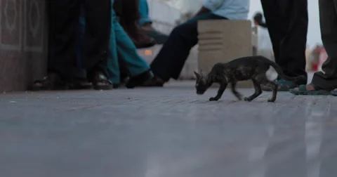 Footage of a Stray Cat at Mutrah Corniche (4K) Stock Footage 45872305