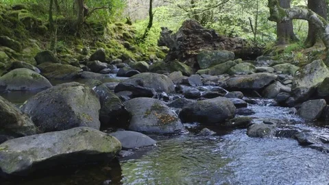 Footage Of Stream Flowing Through Rocks In Forest Stock Footage 79655421