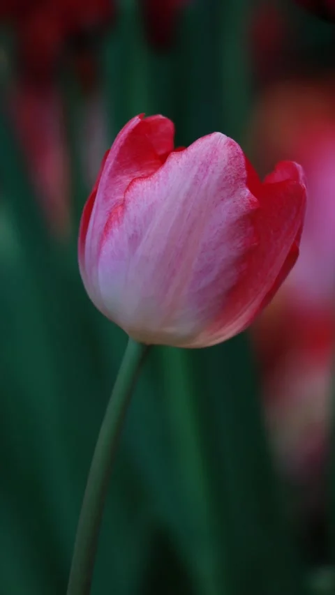 Footage of a Stunning Gradient Red and Pink Parrot Tulip Stock-Footage 317399892