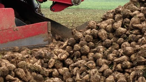 Footage Sugar Stock Footage 83177300