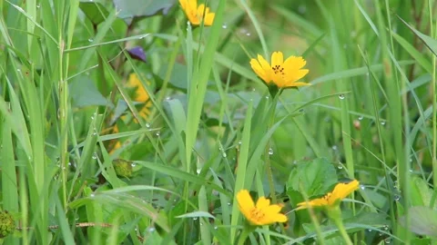 Footage of sunflowers Stock Footage 196680534