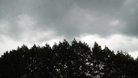 Footage of swaying tree tops on the background of  dark stormy sky. Stock Footage 280142067