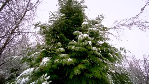 Footage of the Tall Thuja Tree from Down to the Top in a Snowfall . 4k. Stock Footage 145697824