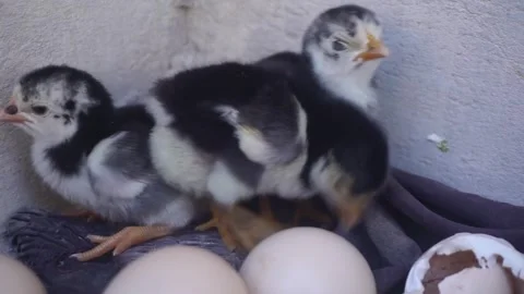 Footage of three little chicks Stock Footage 295125034