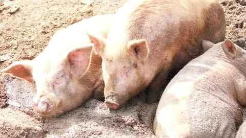 Footage of three pigs sleeping, Sleeping view of pigs Vídeo Stock 147676412
