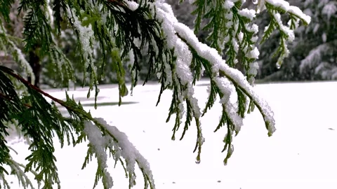 Footage of Thuja Tree Branches In Front and Snowfall on a Background. 4k. Stock Footage 145697655