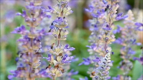 Footage of a tiny bee collecting nectar from the beautifully blooming Lavenders Stock Footage 155298069