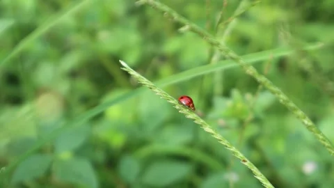 Footage of Tiny Ladybug Walking on A Blade of Grass Stock Footage 242099314