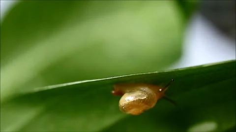 Footage of a tiny snail crawling underneath the green leaf Stockbeeldmateriaal 275902177