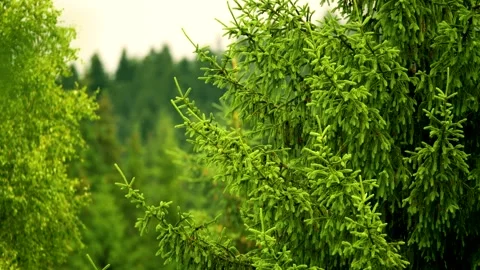 Footage of tree after summer rainfall Stock Footage 312800199