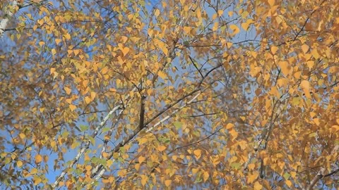 Footage of tree blue sky Stock Footage 163210664