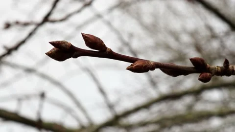 A footage of a tree coming out of dormancy for the spring. Stock-Footage 233960657