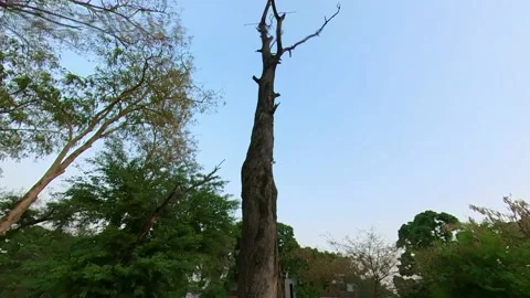 Footage of a Tree with Few Branches Situated in a Park Stock Footage 172594280