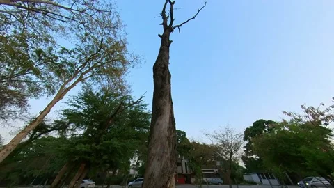 Footage of a Tree with Few Branches Situated in a Park Stock Footage 172644291
