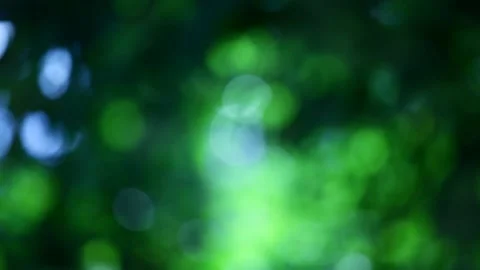 Footage of tree forest bokeh Stock Footage 133783698