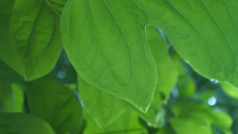 Footage of tree leaf wind Stock Footage 138034036