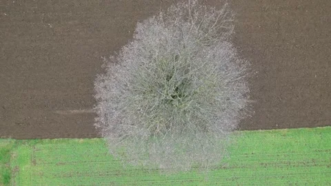 Footage of a tree in the meadow with a crow flying into the crown Stock Footage 228882795