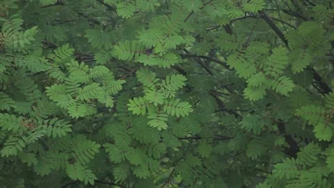 Footage of tree rain drop Stock Footage 156544443