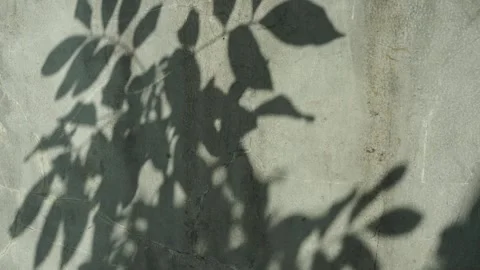 Footage of tree shadows blowing in the wind Stock Footage 256285816