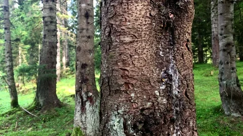 Footage of tree trunk and pine forest trees near mountain village Video stock 136192596