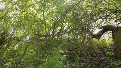 Footage of a tree in woods Stock Footage 253383532