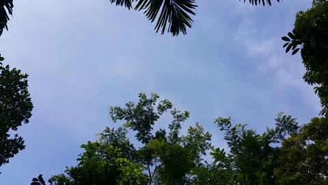 Footage of trees in the forest. Stock Footage 201748393