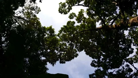 Footage of trees in the forest. Stock Footage 201748870