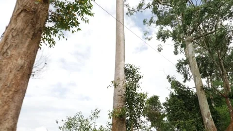 Footage of trees in a forest, long trees Stock-Footage 156963840